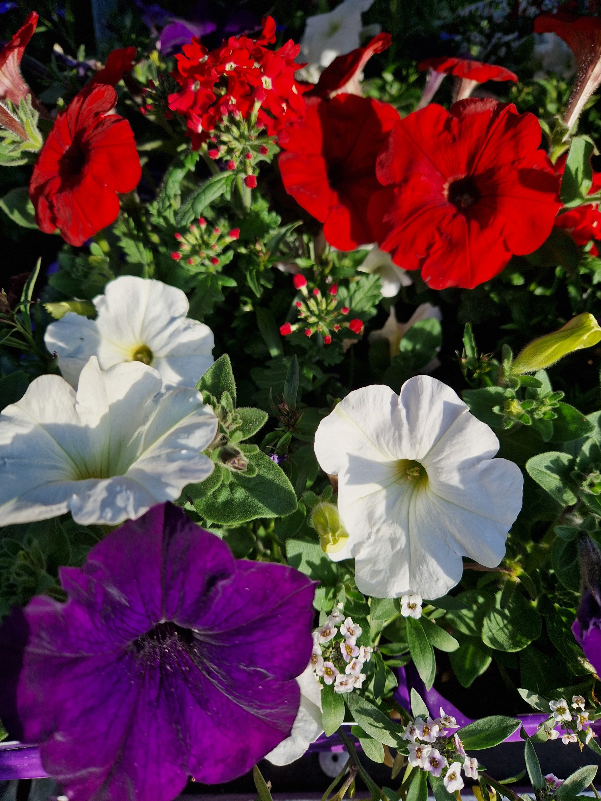 Hanging Basket Pack Red White and Blue Around the Garden Table